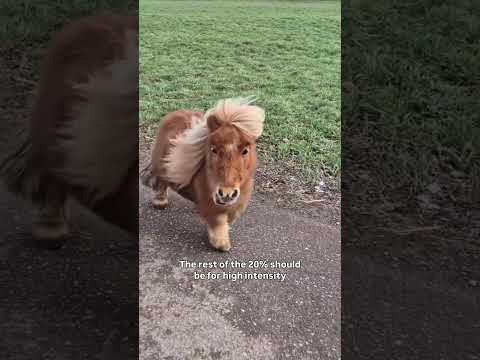 Be the Longevity Pony