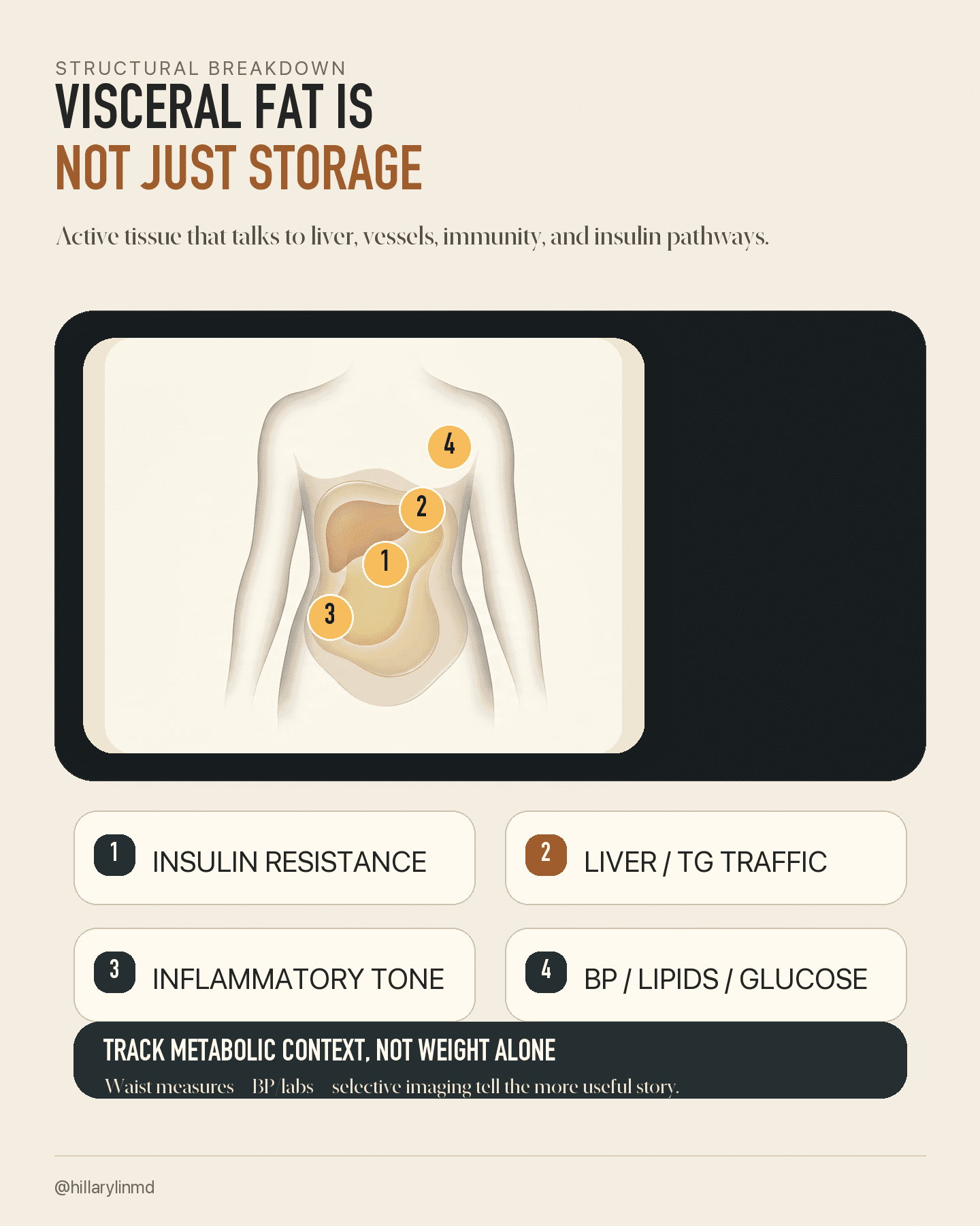 Medical atlas-style infographic showing visceral fat as active signaling tissue linked to insulin resistance, triglycerides, inflammation, blood pressure, glucose, and lipids.