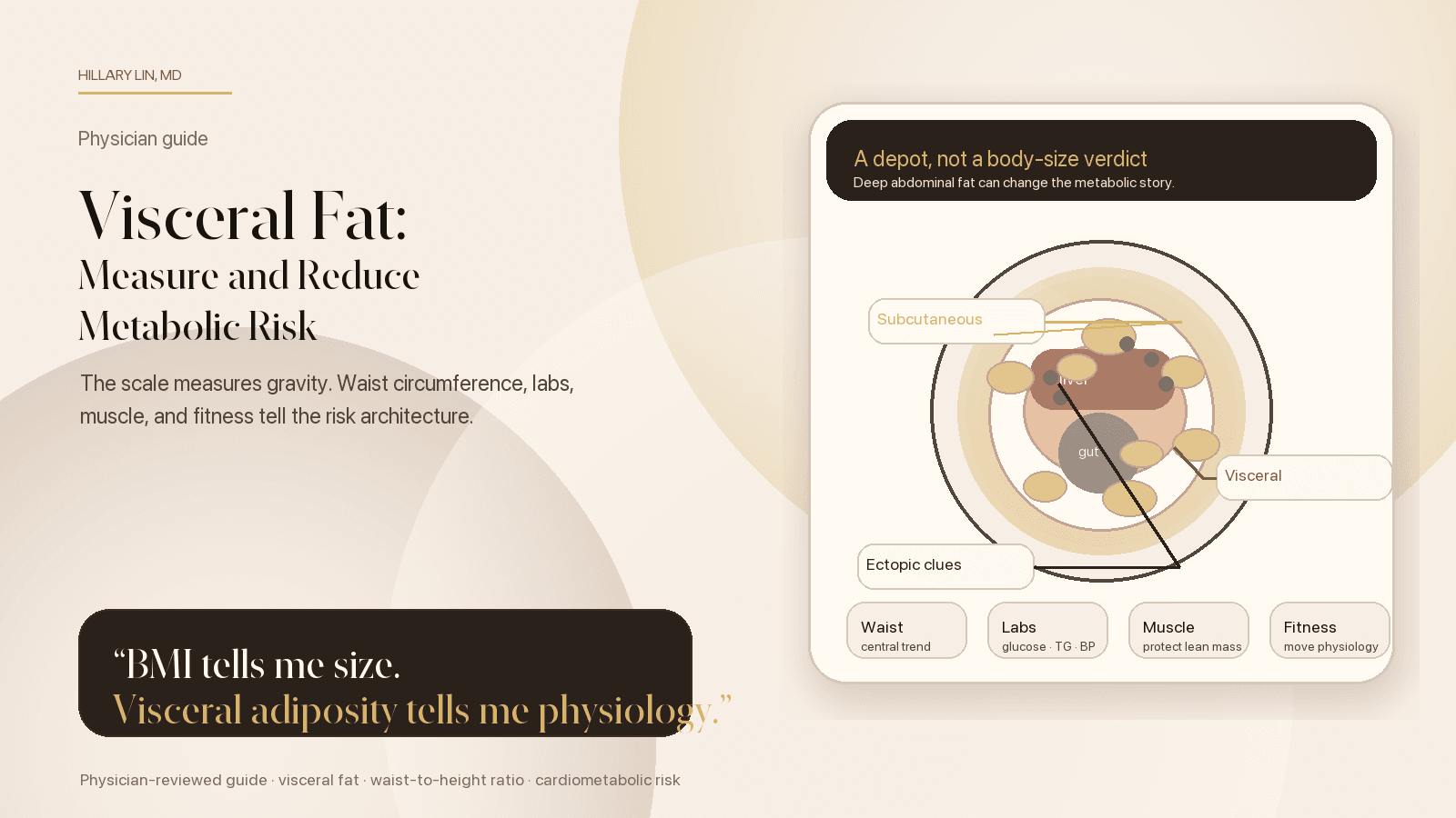 Illustration showing visceral fat as deep abdominal fat around organs with waist, labs, muscle, and fitness as practical tracking signals.