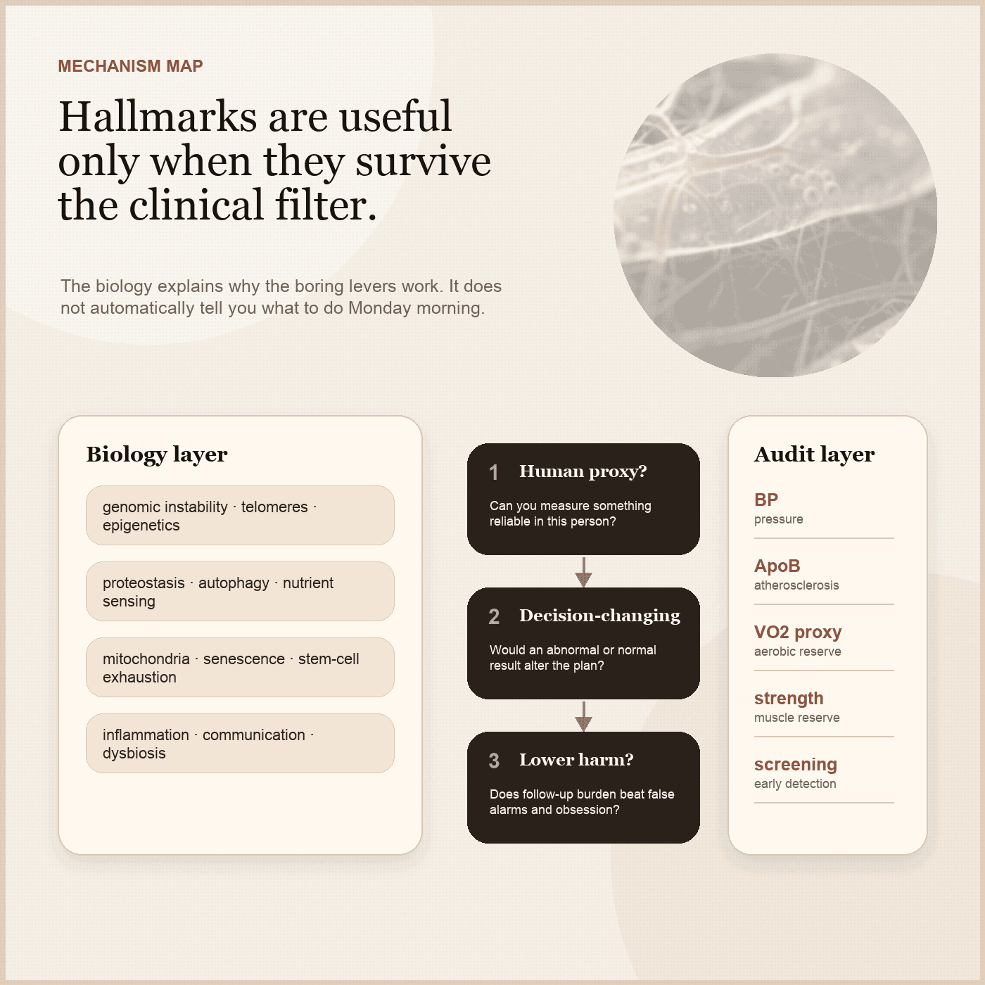 Mechanism-to-audit filter showing how hallmarks of aging become useful only when translated into human proxies, decision-changing metrics, and lower-harm actions.
